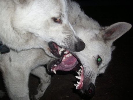 Sashire star adult archive