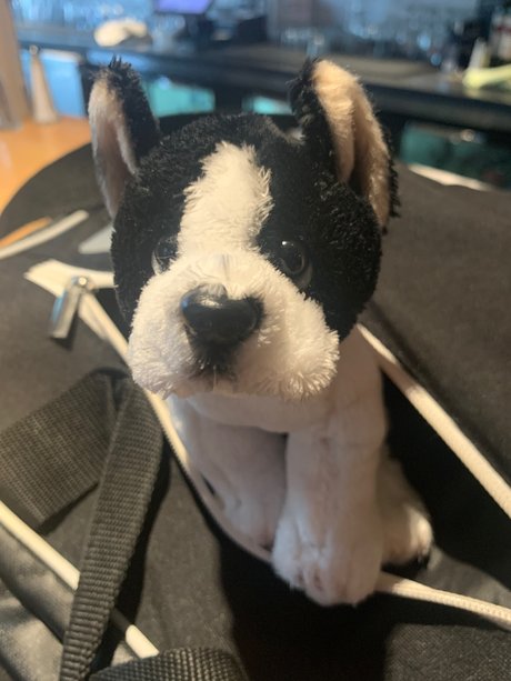 Grey Sweatpants Boy star perfect img