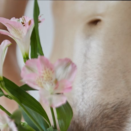 Sahueso VIP_ high quality pornstar gallery