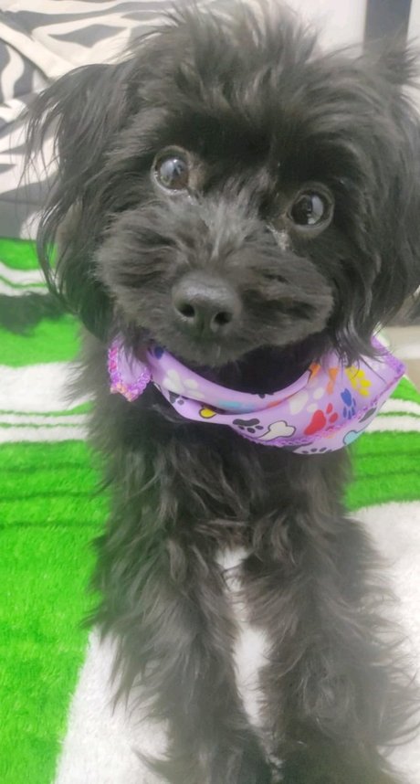 Scarlett hansen sex star archive