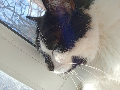 Theo Elina pornstar art img