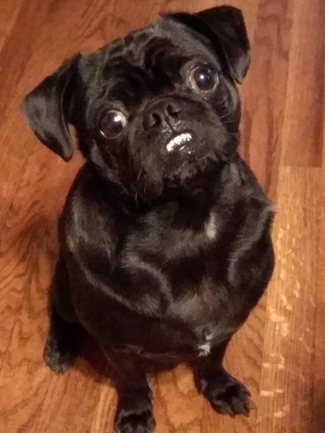 Pug n Company erotic star galleries