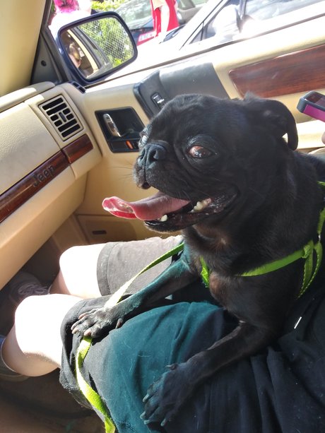 Pug n Company erotic model pics