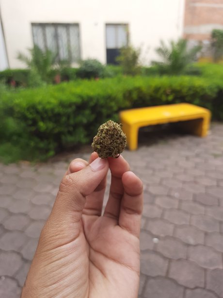 Mala Fama pornographic actress image