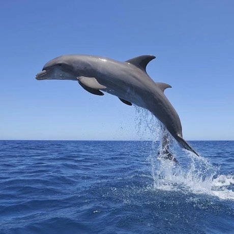 Jellyfishinnut naked star pic