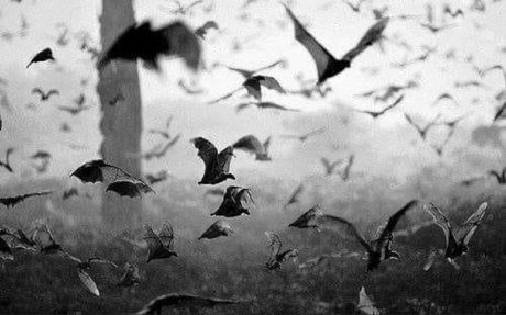 Zephyranthes star free picture