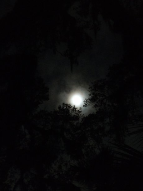 Skolomend pornstar art images