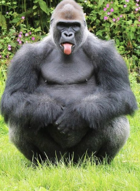 Pussy Pal AL erotic star images