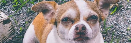 Foxy Goddess exclusive model galleries