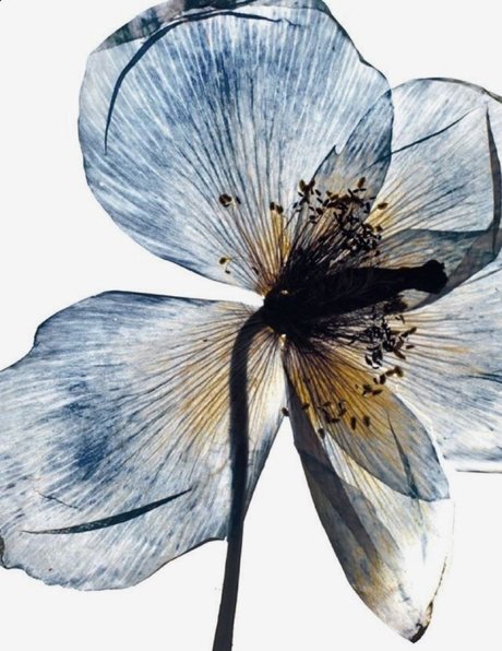 friday grl_ high quality pornstar photos