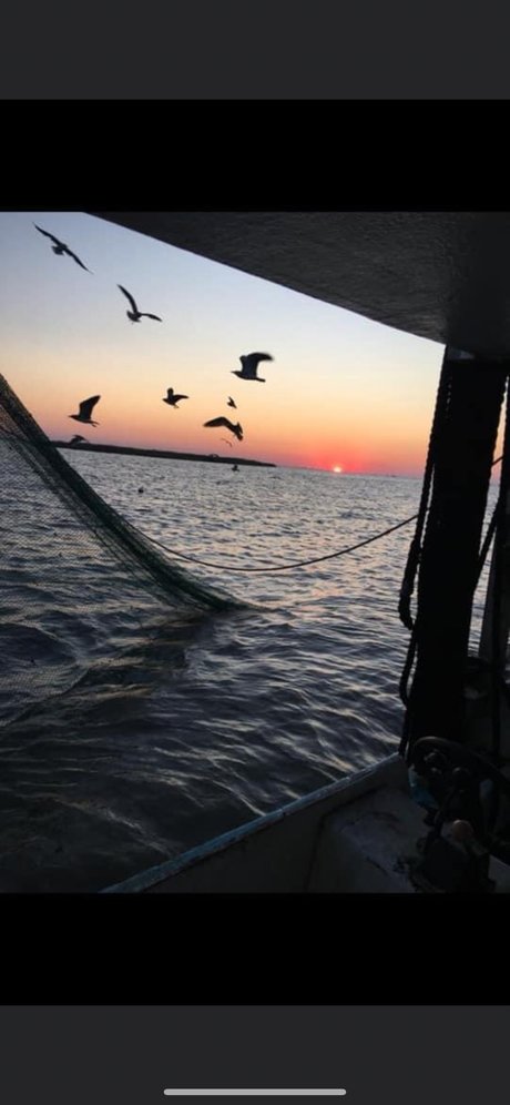 Kitty cat star best images