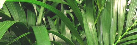 Eduardo Bailon star photos