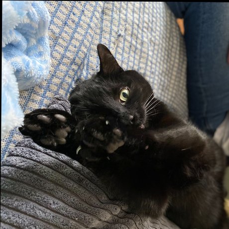 Oakley hot star pictures