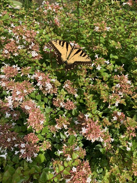 Kate Smith hd actress photos