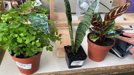 Caddy Rogers adult model galleries