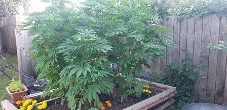 GSMaXiM star nice photos