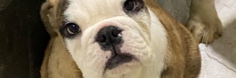 Paulo Teixeira perfect star pictures