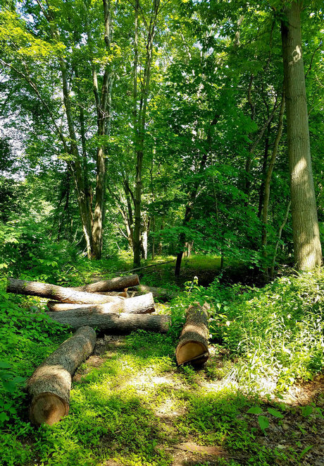 Onyx Rhyven s Page star best galleries