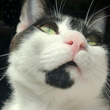 Oreo Cookie sexy actress img