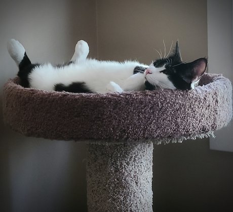 Oreo Cookie pornstar free pictures