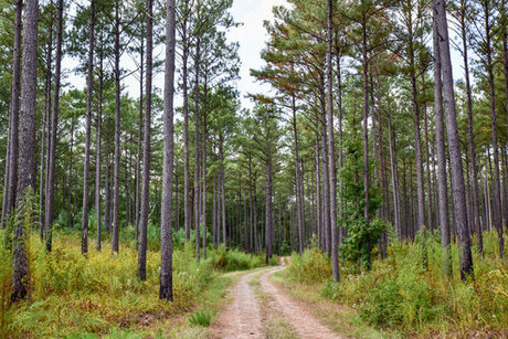 GaCub_ star pornographic img