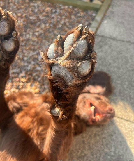 leorose02 top actress pic