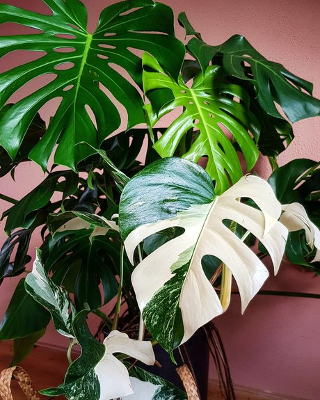 Monstera Mania star galleries