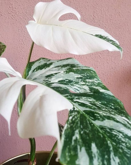 Monstera Mania erotic pornstar image
