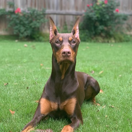 Knox amp ampBear naked actress archive