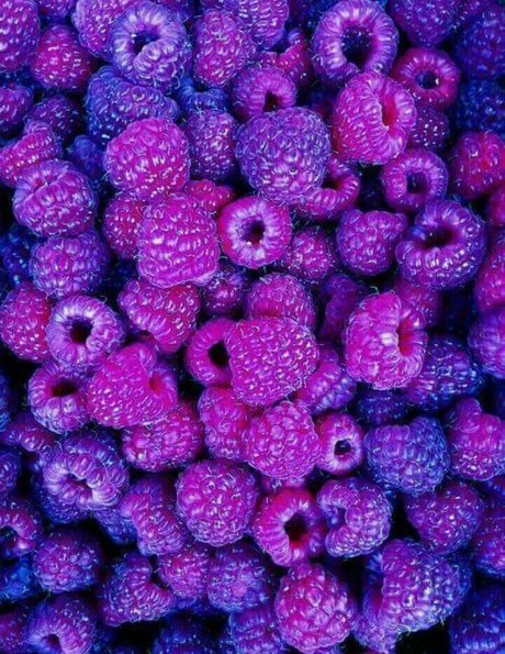 Laia xoxo pornstar free archive