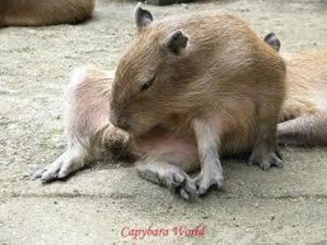 Sexy capy pretty star pictures