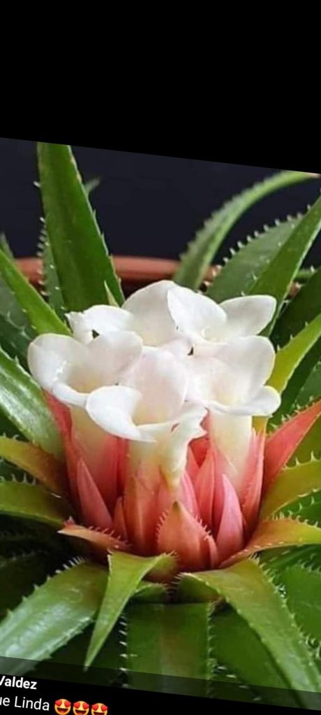 Picantica2 top actress photos