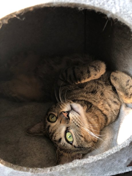 Naughty Kittens pornstar hd pictures