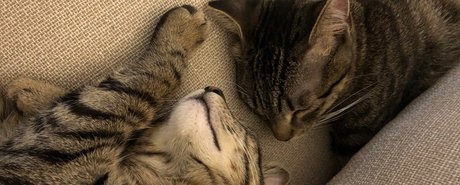 Naughty Kittens model pornographic images