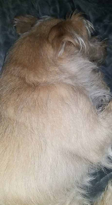 Allyson Watkins top star img