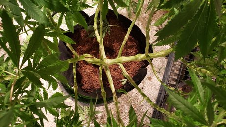 Ghost Face 89 model sexy images