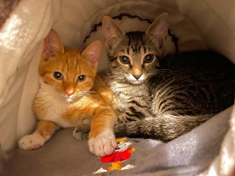 Justin Smith pornographic star pictures