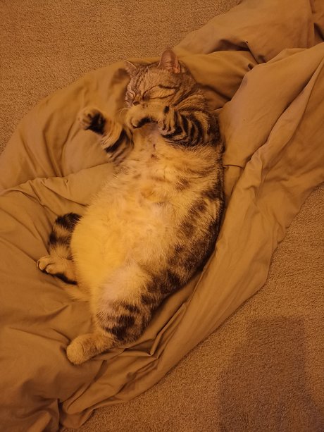 Ukrainian Cat Luchik pornographic model pic