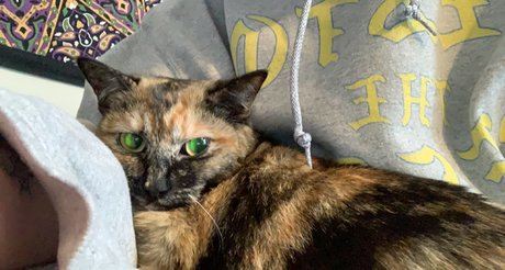 Wessy Wes best star img