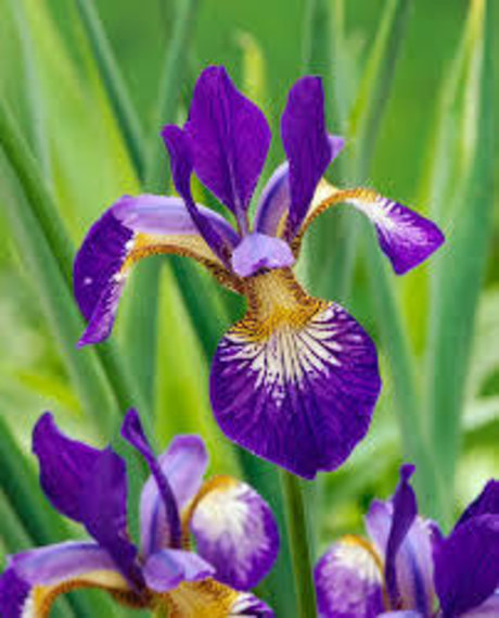 Iris CS beautiful star archive