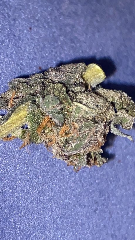 Memento Mori exclusive actress photo