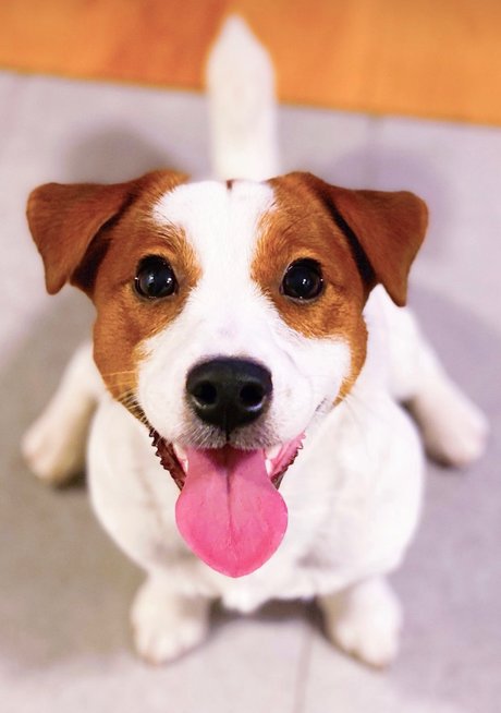 Winyl perfect model pic