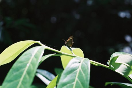 Nymph Feet star exclusive img