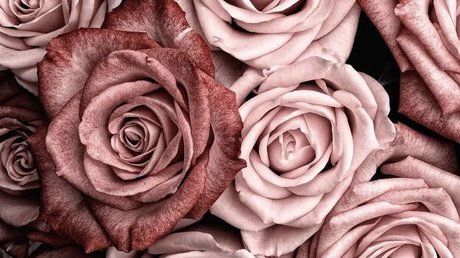 JordieGurl star top photos