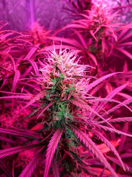 ThickEBickE beautiful actress photos