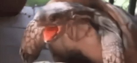 Chupacabra hd star photos