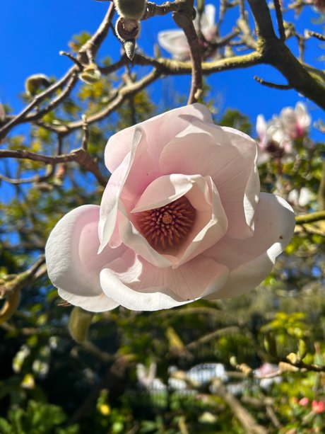 Jayla Sweet pornstar high quality picture