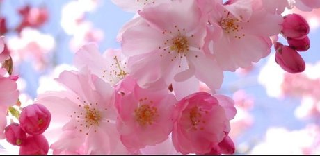 The Spider Queen star pretty pictures