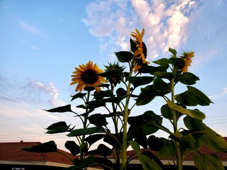 Hot amp amp Spicy Tofu pornstar top image