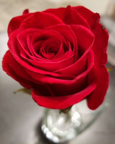 Micki Rayne star exclusive image